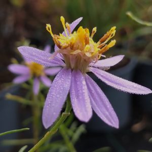 Aster à feuilles d’orpin