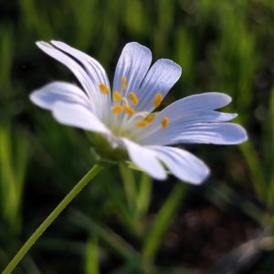 Stellaire holostée