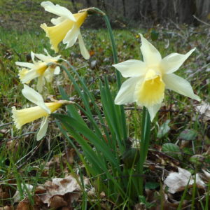 Narcisse sauvage